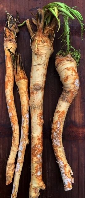 horseradish sauce 01